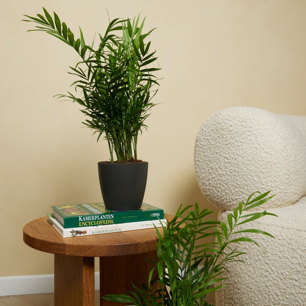 Bloomique - 2er Set - Chamaedorea Elegans - Bergpalme - Zimmerpflanzen - Pflegeleicht - Haustierfreundlich - Höhe 30-40 cm - Topf 12 cm