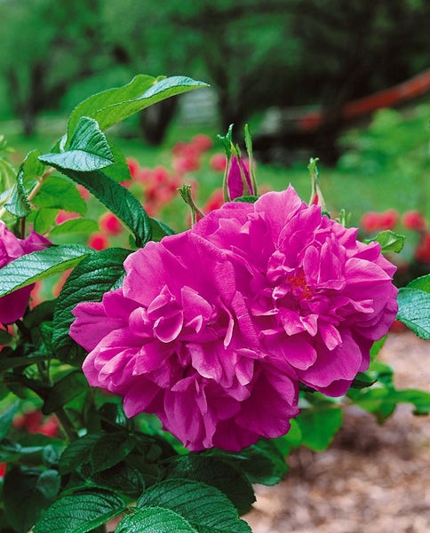 Rosa 'Hansa', Rugosa-Rose, purpurrot, 5-7,5 Liter Container