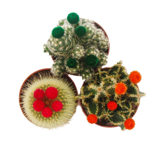 Kakteen-Set - 3 verschiedene Pflanzen im 5,5cm Topf mit bunten Strohblüten