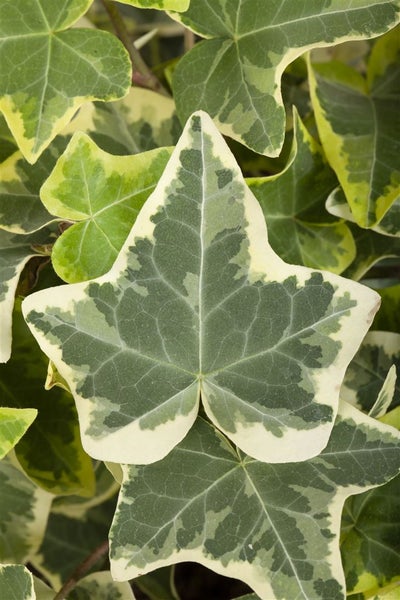 Hedera helix 'Glacier', Efeu, grün-weiß, 60–80 cm