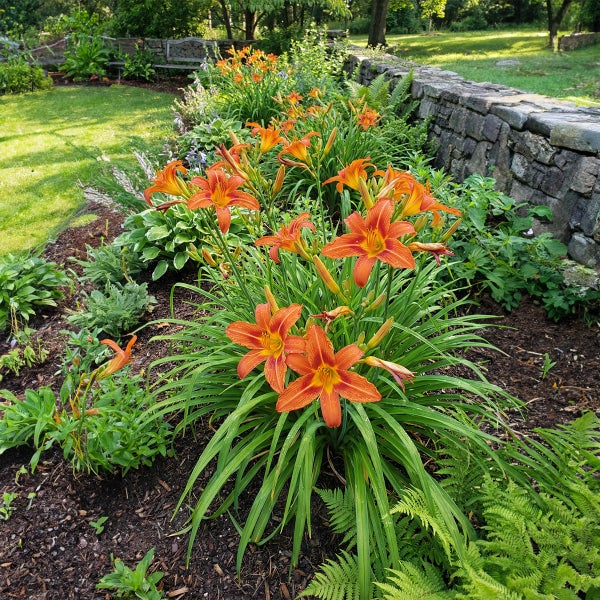 Orange Taglilien in einem Gartenbeet mit Mulch neben einer Natursteinmauer.