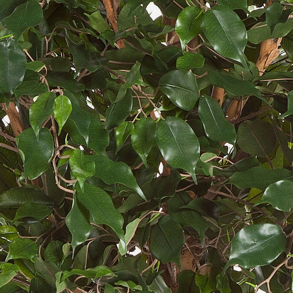 Nahaufnahme der dichten grünen Blätter eines künstlichen Ficus Benjamina.