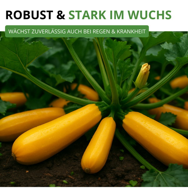 Gelbe Zucchini Pflanze mit Früchten, robuster und starker Wuchs, wächst zuverlässig bei Regen und Krankheit.