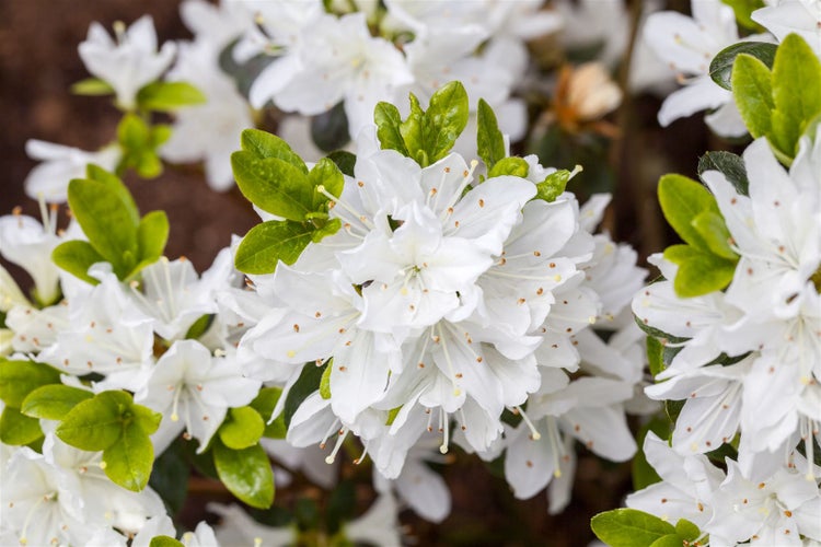 Rhododendron obt. 'Kermesina Alba', weiß, 30–40 cm