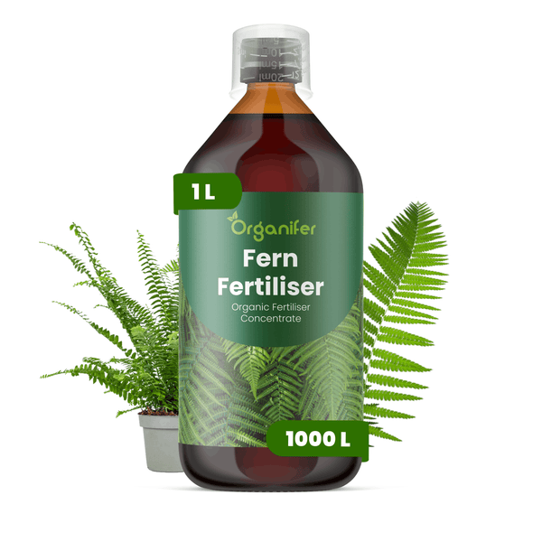 Organifer Farndünger, 1 Liter Flasche mit organischem Flüssigdünger Konzentrat für Farne.