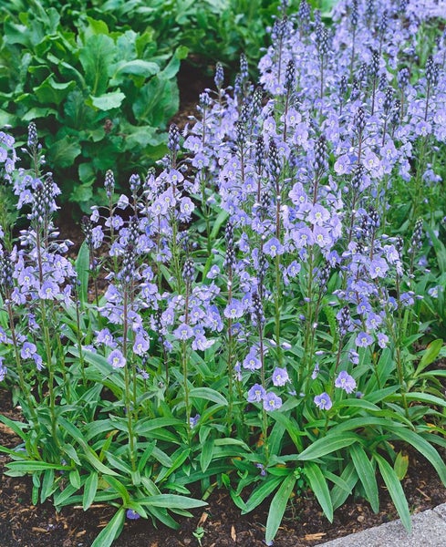 Veronica gentianoides, Ehrenpreis, hellblau, ca. 9x9 cm Topf