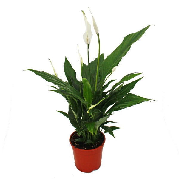 Zimmerpflanzen-Trio Luftreiniger Set mit luftreinigenden Pflanzen (Nephrolepis, Spathiphyllum, Chlorophytum)
