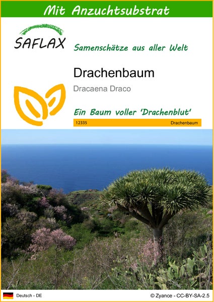 SAFLAX  - Drachenbaum - Dracaena Draco - 5 Samen - Mit keimfreiem Anzuchtsubstrat