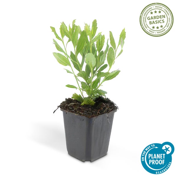 Grüne Pflanze im schwarzen Kunststofftopf mit Garden Basics Siegel für einfache Pflege und Planet Proof Nachhaltigkeitssiegel.