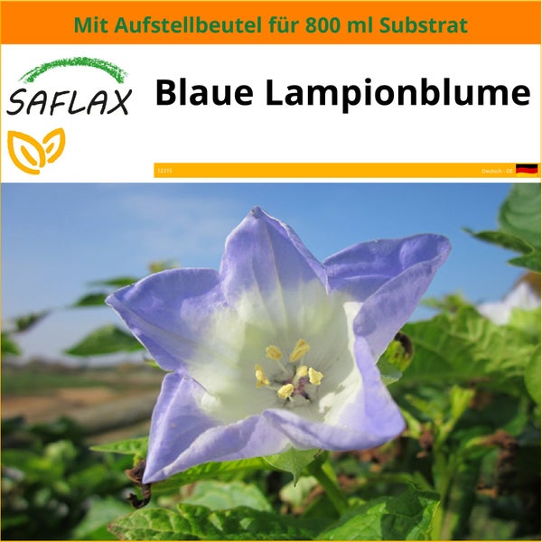 SAFLAX Garden in the bag - Blaue Lampionblume - Nicandra Physaloides - 100 Samen - Mit Anzuchtsubstrat im praktischen, selbst aufstellenden Beutel