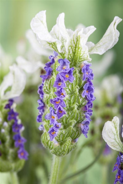 Nahaufnahme einer Schopflavendel-Blüte