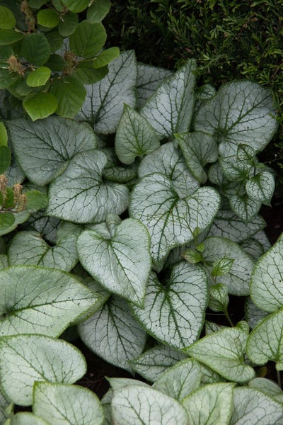 Brunnera macrophylla 'Looking Glass', Kaukasusvergissmeinnicht, ca. 11x11 cm Topf