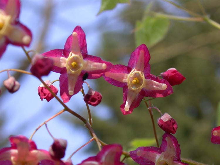 Epimedium alpinum, Elfenblume, ca. 9x9 cm Topf, zierlich