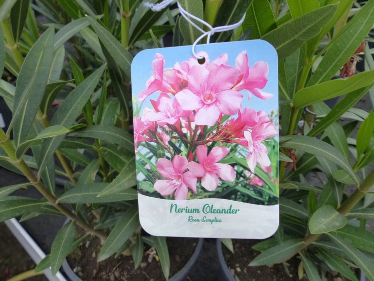 Nerium Oleander Rosa Semplice mit rosa Blüten auf dem Etikett und grünen Blättern.