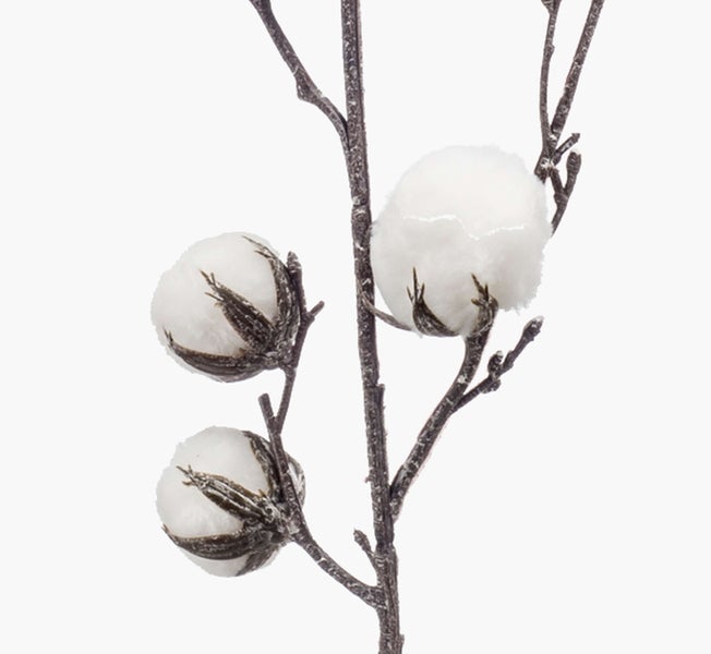 Baumwollzweig mit drei weißen Baumwollkapseln