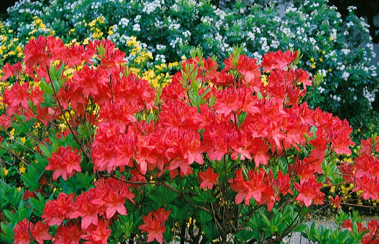 Rhododendron luteum 'Satan', gelb, 30–40 cm