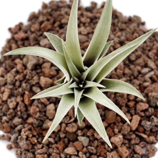 Tillandsia capitata - lose Pflanze - klein