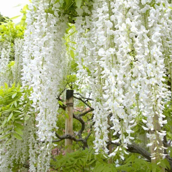 Kaskaden von weissen Glyzinienblüten an einer Struktur