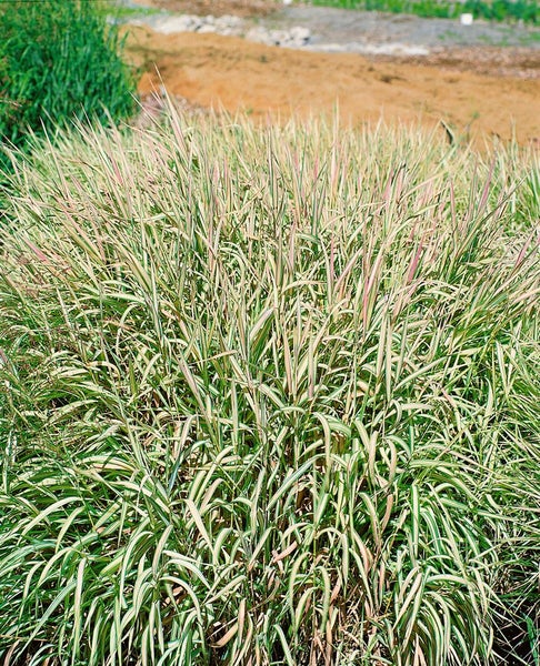 Phalaris arundinacea 'Feesey', Buntes Rohrglanzgras, ca. 12 cm Topf