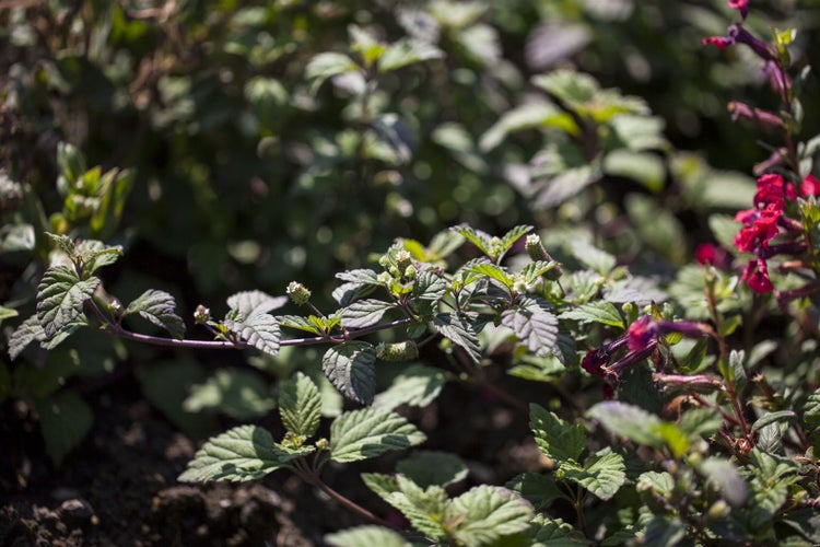 Nahaufnahme von blühenden Gartenpflanzen