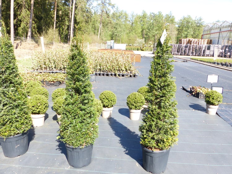 Taxus Baccata 150-160 cm Pyramide Formschnitt, Formgehölz, Säule, Buchsbaum Ersatz