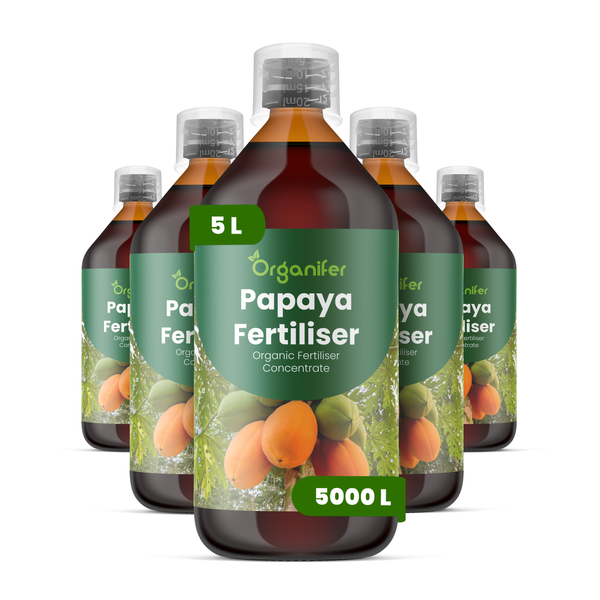 Vorher-Nachher-Vergleich von Papayas nach Nutzung von Organifer Dünger. Einzelne Frucht gegenüber reifen Früchten am Baum. Organifer Logo.