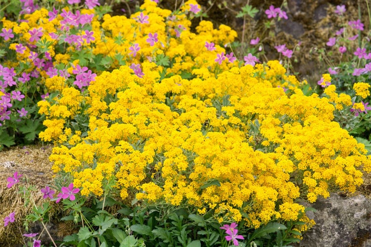 Alyssum saxatile, Steinkraut, gelb, ca. 9x9 cm Topf