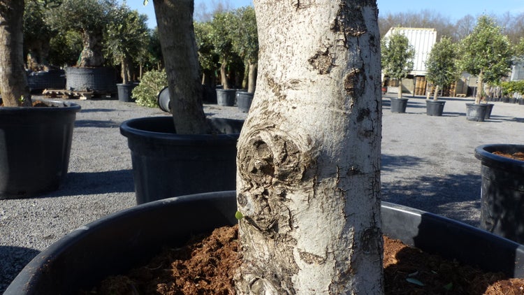 3 Stück Olivenbaum Olive 20 Jahre beste Qualität, Stammumfang 20 - 30 cm, winterhart, Olea Europaea