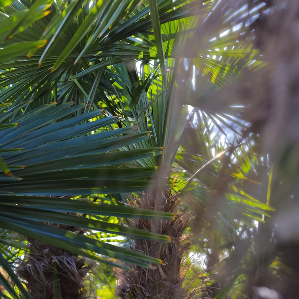PALME TRACHYCARPUS FORTUNEI HÖHE 600CM Winterhärte: bis –19 °C