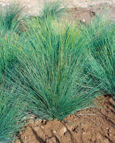 Blaugras im Gartenbeet