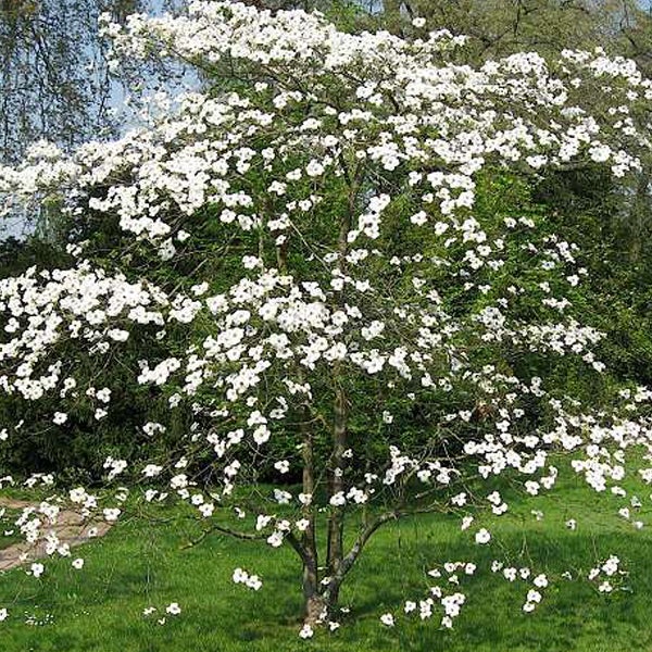 Blühender Blumenhartriegel Baum im Garten