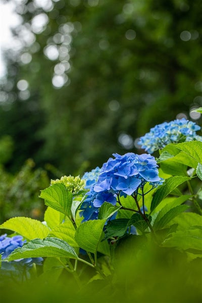 Blaue Hortensienblüten im Garten.