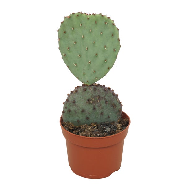Blauer Ohrenkaktus - Feigenkaktus - Opuntia azurea - Pflegeleichte Zimmerpflanze - 12cm Topf