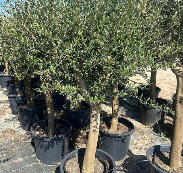 Mehrere Olivenbäume in schwarzen Töpfen auf einer Holzpalette