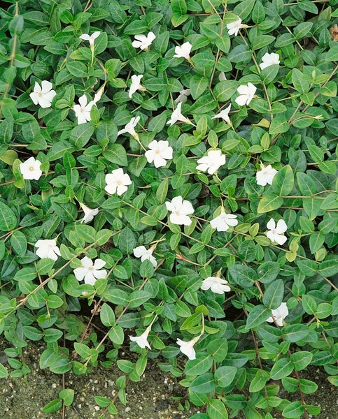 Immergrün mit grünen Blättern und weißen Blüten