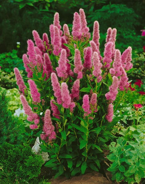 Spiraea billardii 'Triumphans', Prachtspiere, rosa Blüten, 60–100 cm