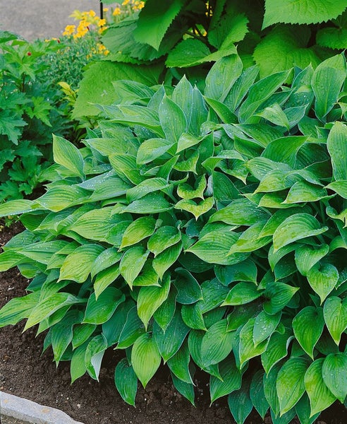 Hosta elata, Funkie, grün, ca. 11x11 cm Topf