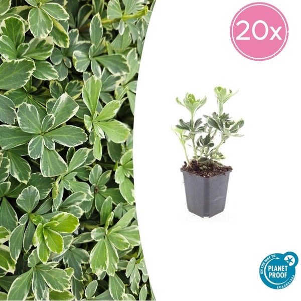 Bodendecker Dickmännchen Pachysandra terminalis Variegata mit weiß-grünen Blättern.