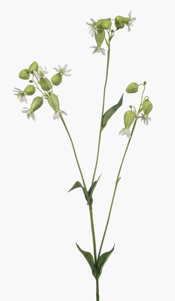 Künstlicher Leimkraut-Zweig mit grünen Kapseln und weißen Blüten.