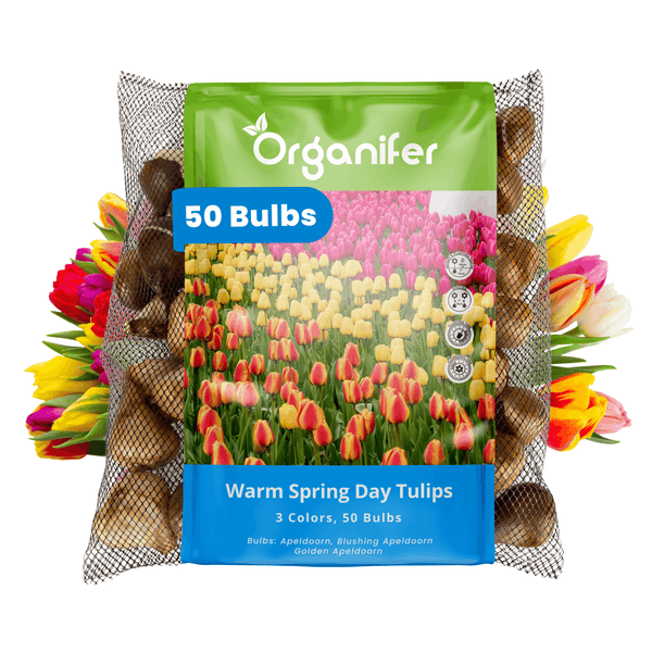 Packung mit 50 Tulpenzwiebeln Warm Spring Day in 3 Farben der Sorte Apeldoorn inklusive Organifer Logo