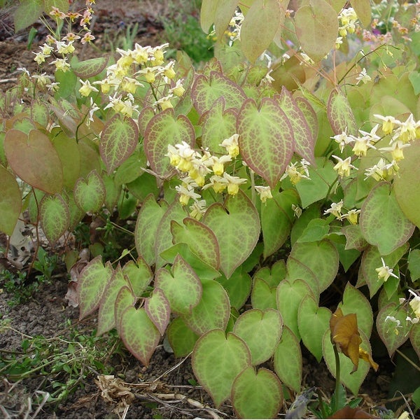 Elfenblume mit herzförmigen Blättern und kleinen Blüten im Garten.