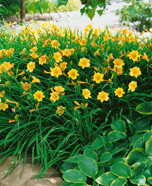 Hemerocallis x cult. 'Stella de Oro', Taglilie, goldgelb, ca. 11x11 cm Topf