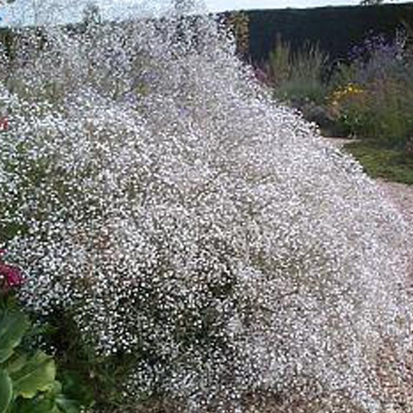 Garten mit Schleierkraut