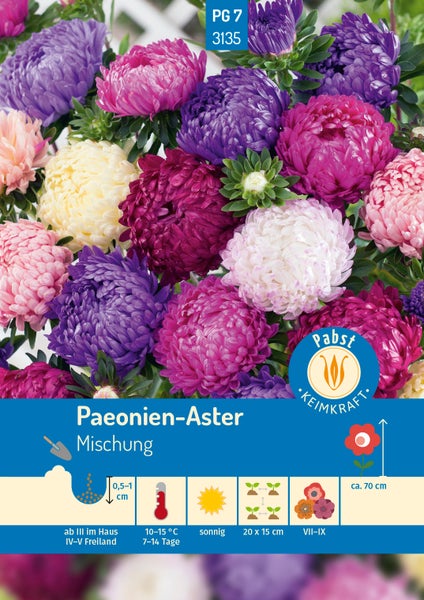 Samentüte Paeonien-Aster Mischung von Pabst Keimkraft mit bunten gefüllten Blüten, Wuchshöhe circa 70 cm, für sonnige Standorte.