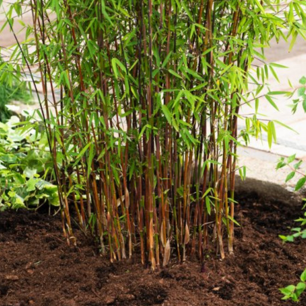 Büschel Bambus im Gartenbeet