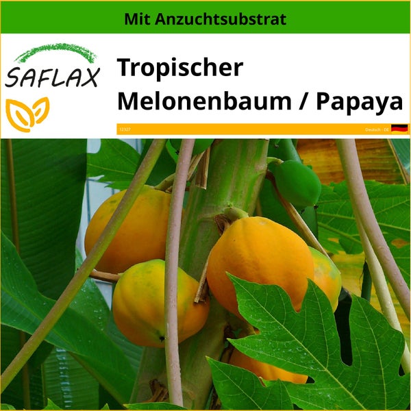 SAFLAX  - Tropischer Melonenbaum / Papaya - Carica papaya - 30 Samen - Mit keimfreiem Anzuchtsubstrat