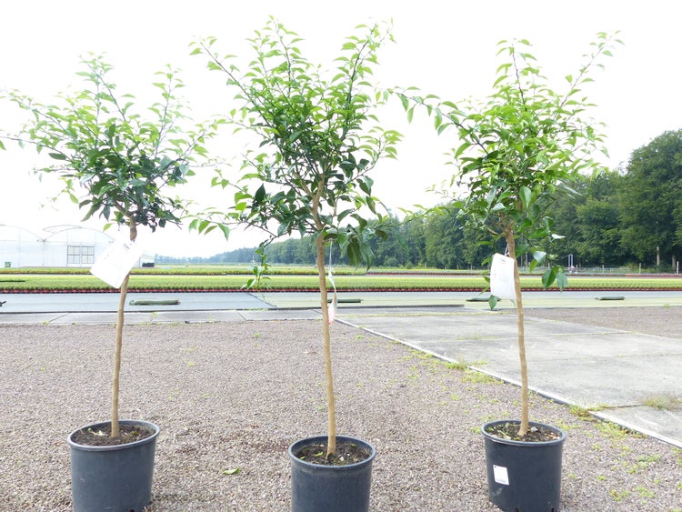 Fledermausblume mit Hochblättern und langen, fadenförmigen Anhängseln