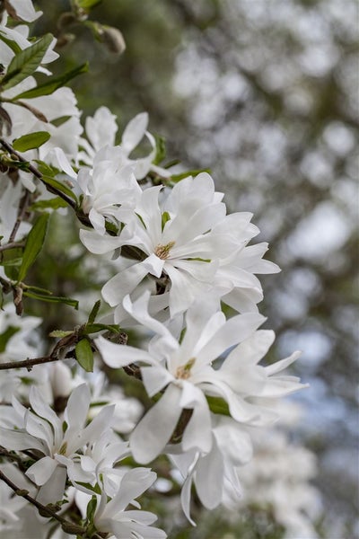 Magnolia stellata, Sternmagnolie, weiß, 60–80 cm