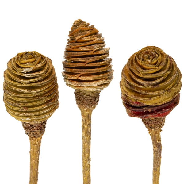 Drei getrocknete Protea-Blüten am Stiel für floristische Dekorationen und Gestecke.
