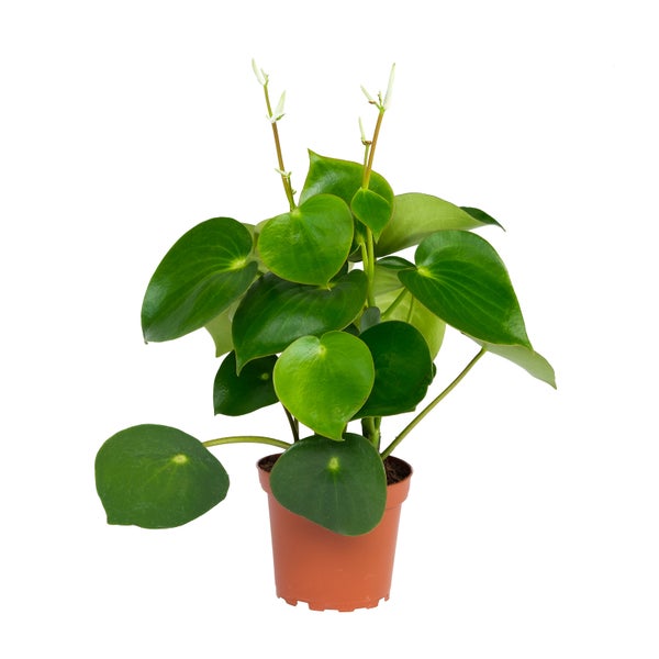Peperomia Zwergpfeffer Raindrop im 12cm Topf